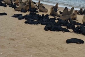 Walvis Bay: Pelican Point Seal and Sandwich Harbour Tour