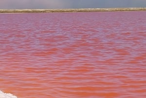 Walvis Bay: Pelican Point Seal and Sandwich Harbour Tour