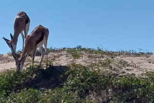 Walvis Bay: Sandboarding & Sandwich Harbour Combo Tour