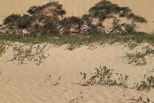 Walvis Bay: Sandwich Harbour 4x4 Tour with Lunch