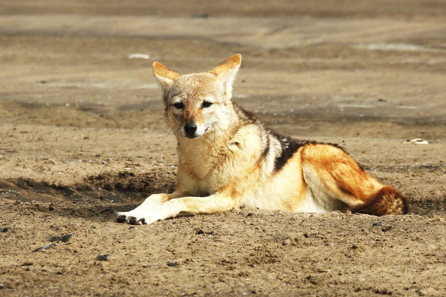 Walvis Bay: Sandwich Harbour & Pelican Point Day Trip