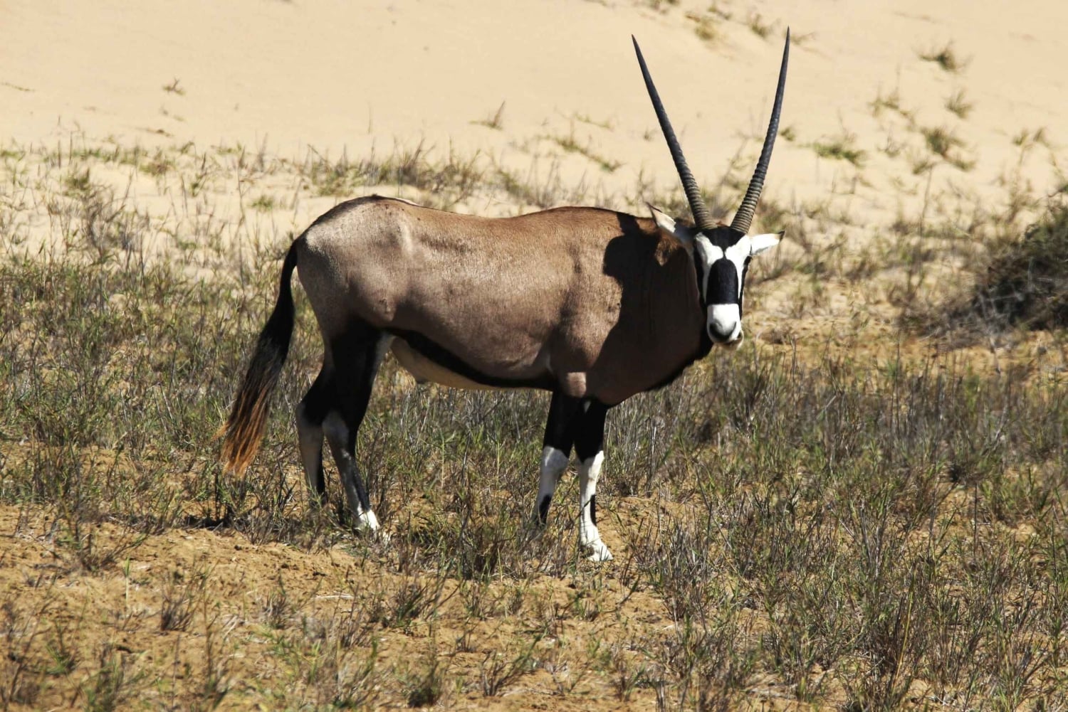 Walvis Bay: Sandwich Harbour & Pelican Point Day Trip