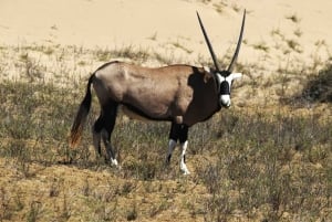 Walvis Bay: Sandwich Harbour & Pelican Point Day Trip