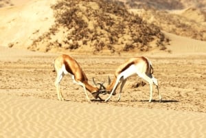 Walvis Bay: Sandwich Harbour & Pelican Point Day Trip