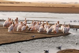 Walvis Bay: Sandwich Harbour & Pelican Point Day Trip