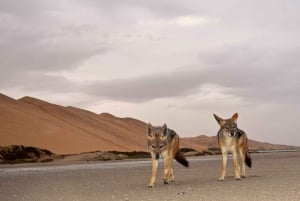 Walvis Bay: Sandwich Harbour Sunset Photography Tour