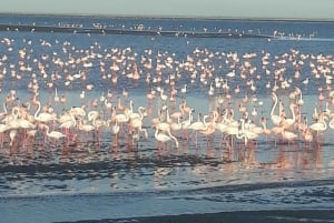 Walvis Bay: Scenic Sandwich Harbour Tour