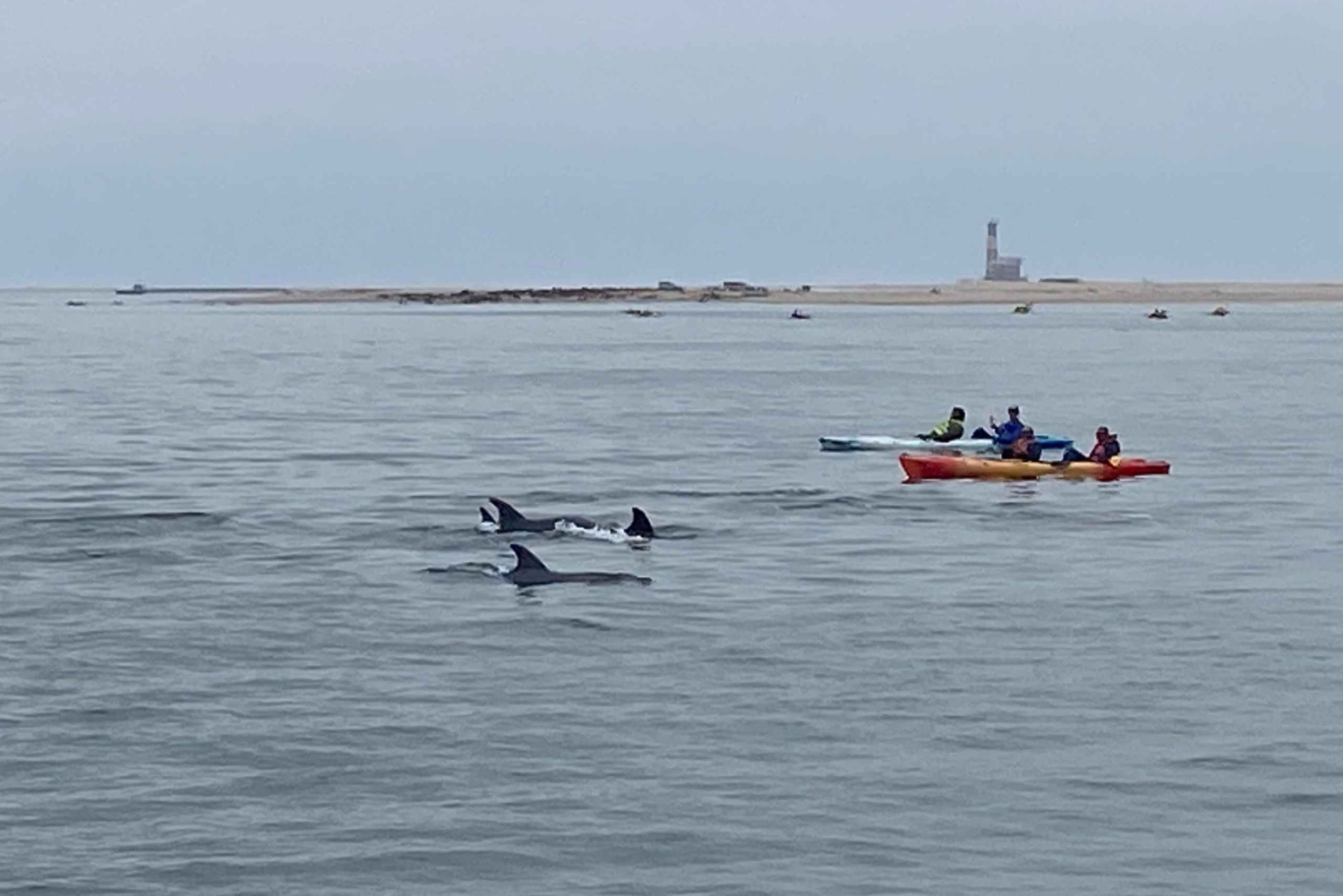 Walvis Bay: Seal Kayaking Adventure with Brunch
