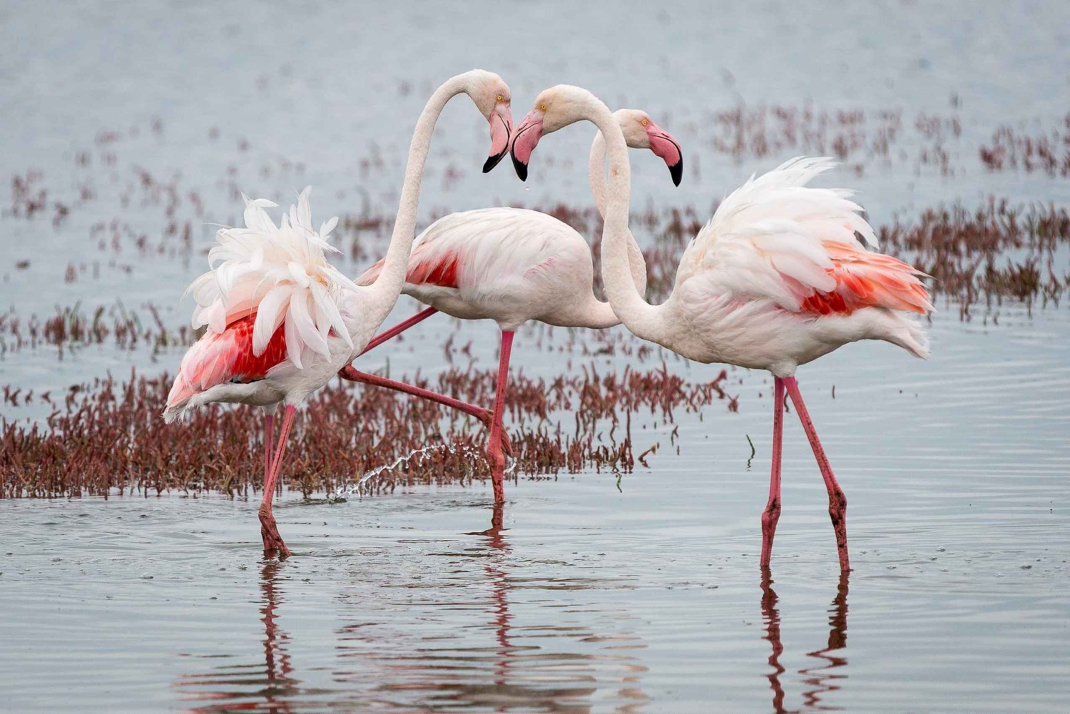 Walvis Bay: Seal Kayaking Adventure with Brunch