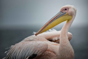 Walvis Bay: Seal Kayaking Adventure with Brunch