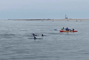 Walvis Bay: Seal Kayaking Adventure with Brunch