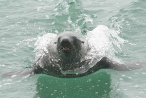 Walvis Bay: Seal Kayaking Adventure with Brunch
