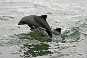 Walvis Bay: Seal Kayaking Adventure with Brunch