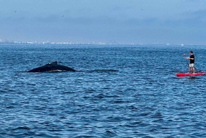 Walvis Bay: Seal Kayaking Adventure with Brunch
