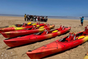 Walvis Bay: Seal Kayaking Adventure with Brunch