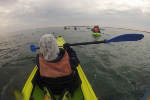 Walvis Bay: Seal Kayaking Adventure with Brunch