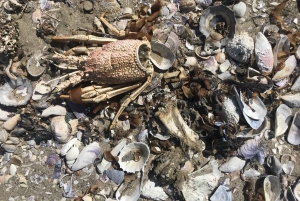 Walvis Bay: Seal Kayaking Adventure with Brunch