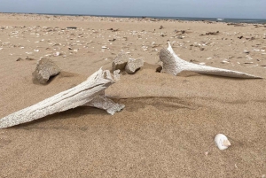 Walvis Bay: Seal Kayaking Adventure with Brunch