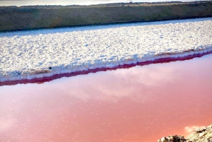 Walvis Bay: Seal Kayaking Adventure with Brunch