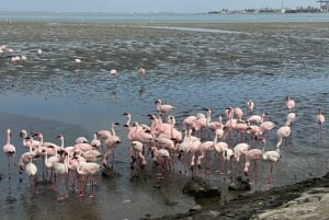 Walvis Bay: Seal Kayaking Adventure with Brunch