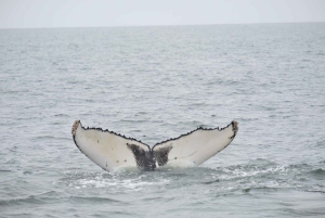 Walvis Bay: Seal Kayaking Adventure with Brunch