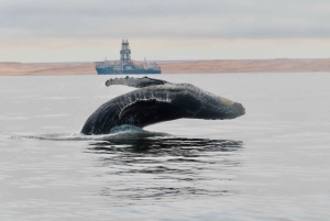 Walvis Bay: Seal Kayaking Adventure with Brunch