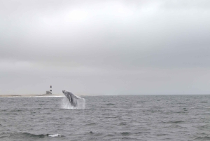 Walvis Bay: Seal Kayaking Adventure with Brunch