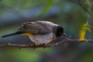 Shore Excursion: Flamingos, Dune 7, Swakopmund,Welwitshschia