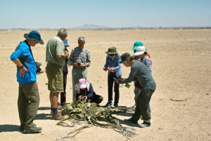 Shore Excursion: Flamingos, Dune 7, Swakopmund,Welwitshschia