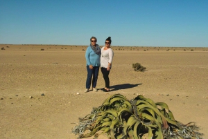Shore Excursion: Flamingos, Dune 7, Swakopmund,Welwitshschia