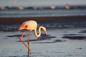 Walvis Bay Shore Excursion: Flamingos, Dune 7, Swakopmund