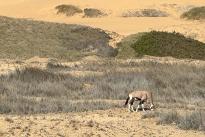 Walvisbay: Sandwich Harbour 4x4 Tour-Unparalleled Experience