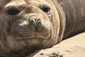 Walvisbay: Sandwich Harbour 4x4 Tour-Unparalleled Experience