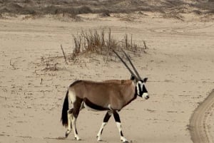 Walvisbay: Sandwich Harbour 4x4 Tour-Unparalleled Experience