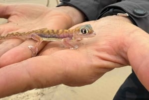 Walvisbay: Sandwich Harbour 4x4 Tour-Unparalleled Experience