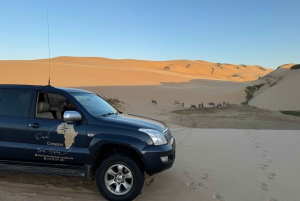 Walvisbay: Sandwich Harbour 4x4 Tour-Unparalleled Experience