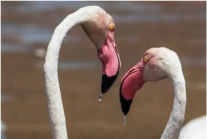 Walvisbay: Sandwich Harbour SUNSET Tour-End It Beautifully