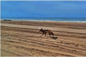 Walvisbay: Sandwich Harbour SUNSET Tour-End It Beautifully