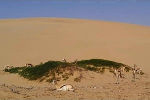 Walvisbay: Sandwich Harbour SUNSET Tour-End It Beautifully