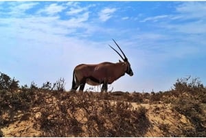 Walvisbay: Sandwich Harbour SUNSET Tour-End It Beautifully