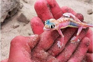 Walvisbay: Sandwich Harbour SUNSET Tour-End It Beautifully