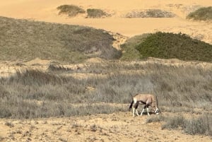 Walvisbay: Sandwich Harbour SUNSET Tour-End It Beautifully