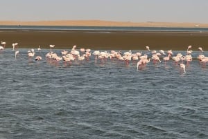 Walvisbay: Sandwich Harbour SUNSET Tour-End It Beautifully