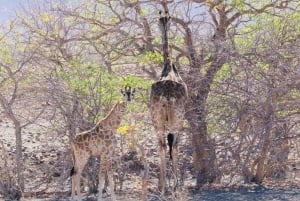 Windhoek: 10-Day Guided Tour of Namibia with Camping