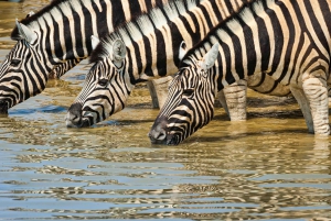 Windhoek: 4 Day Etosha National Park and Swakopmund Tour