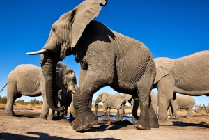 Windhoek: 5-Day Private Etosha Safari with Accommodation