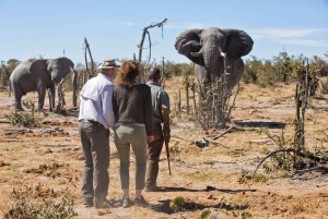 Windhoek: 5-Day Private Etosha Safari with Accommodation