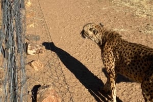 Windhoek : Cheetah walk Experience