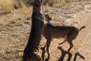 Windhoek : Cheetah walk Experience