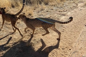Windhoek : Cheetah walk Experience